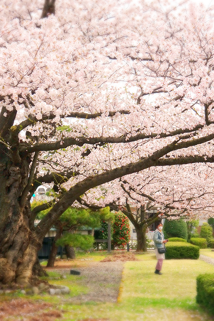 09旧藩校致道館☆DSC03739.JPG