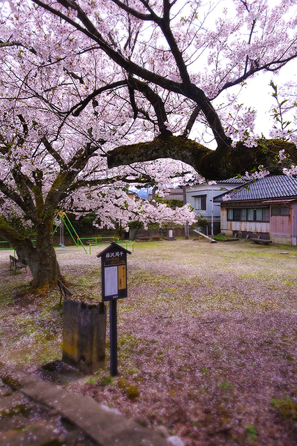 26五間川☆DSC03970.JPG